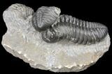Two Pedinopariops Trilobite Fossils - Mrakib, Morocco #126326-2